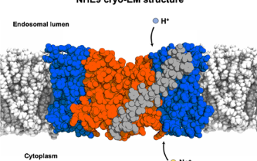 Cover image of Scientists show how a molecular machine works to regulate our cell’s internal pH and sodium levels