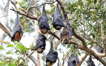 Cover image of Five things you need to know about bats, disease and coronavirus