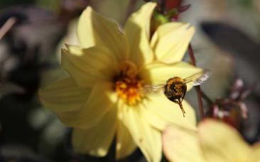 Cover image of Grassland studies, radar-tracked bumblebees offer clues for protecting pollinators