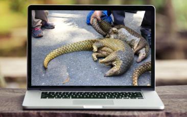 Cover image of New digital tools to track illegal wildlife trade online