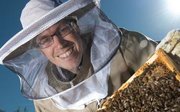 Cover image of Honey bees – what’s in their guts?