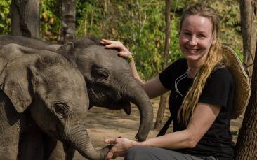 Cover image of Wild elephants under threat 