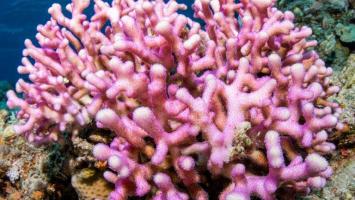 Cover image of New hope for coral reefs