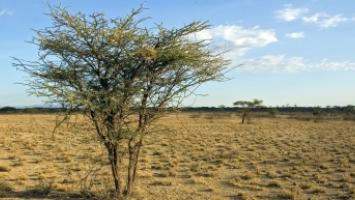 Cover image of Biodiversity to minimize the effects of climate change in global drylands