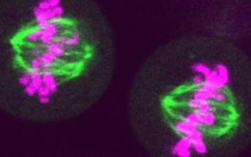 Cover image of The driving forces of cell division