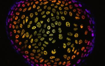 Cover image of Mini organs in a dish