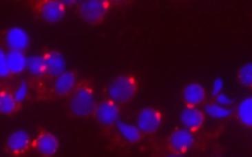 Cover image of Unveiling how our genome is protected