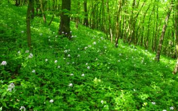 Cover image of Exploring the history of Central European forests