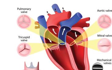 Cover image of Artificial heart valves: synthetic polymer coatings could reduce complications in patients