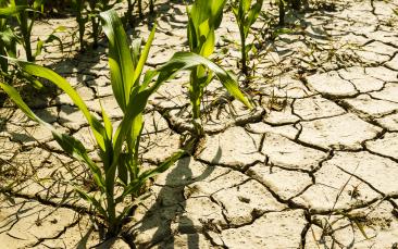 Cover image of How do you make plants drought-resistant without stunting growth?