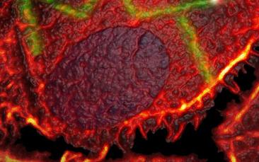 Cover image of Molecular tattooing for local, targeted drug-delivery