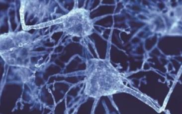 Cover image of ERC grantee and regional government to set up gene therapy centre