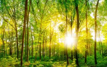 Cover image of Richer understanding of terrestrial carbon cycles aids more accurate climate change modelling