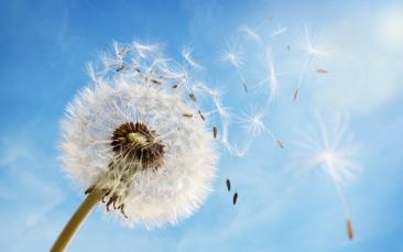 Cover image of The 1000th ERC project: Where asthma bites the dust