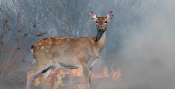 Wildfire Recovery: Lessons from Animals 