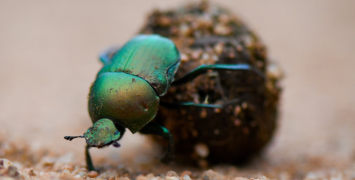 How beetles decode nature’s signals