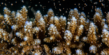 Scientists have successfully bred corals to improve their heat tolerance