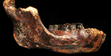 A male Denisovan jawbone from Taiwan expands the known geographic range of this extinct human group