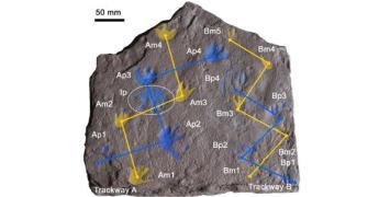355 million-year-old footprints rewrite the history of backboned land animals