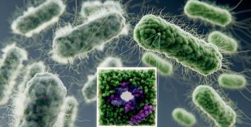 Antimicrobial peptides forming pore in bacterial membrane, killing them