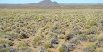 Cover image of Climate change could lead to dramatic shifts in dryland ecosystems