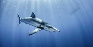 Cover image of Revealing the secret life of sharks in a warming ocean