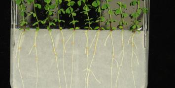 Cover image of Understanding the role of bacteria in leguminous plants