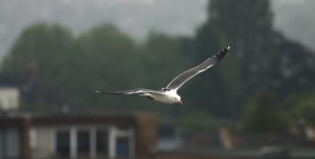 Cover image of Autonomous flight inspired by nature