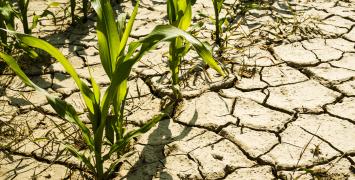 Cover image of How do you make plants drought-resistant without stunting growth?