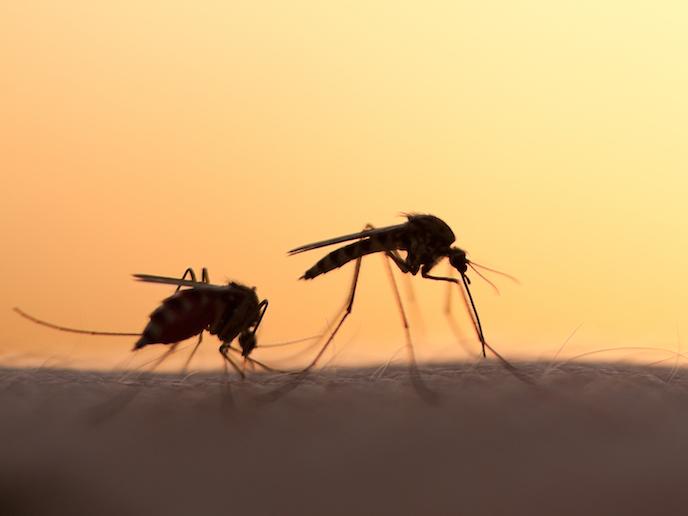 Using drones to help spread sterile mosquitoes
