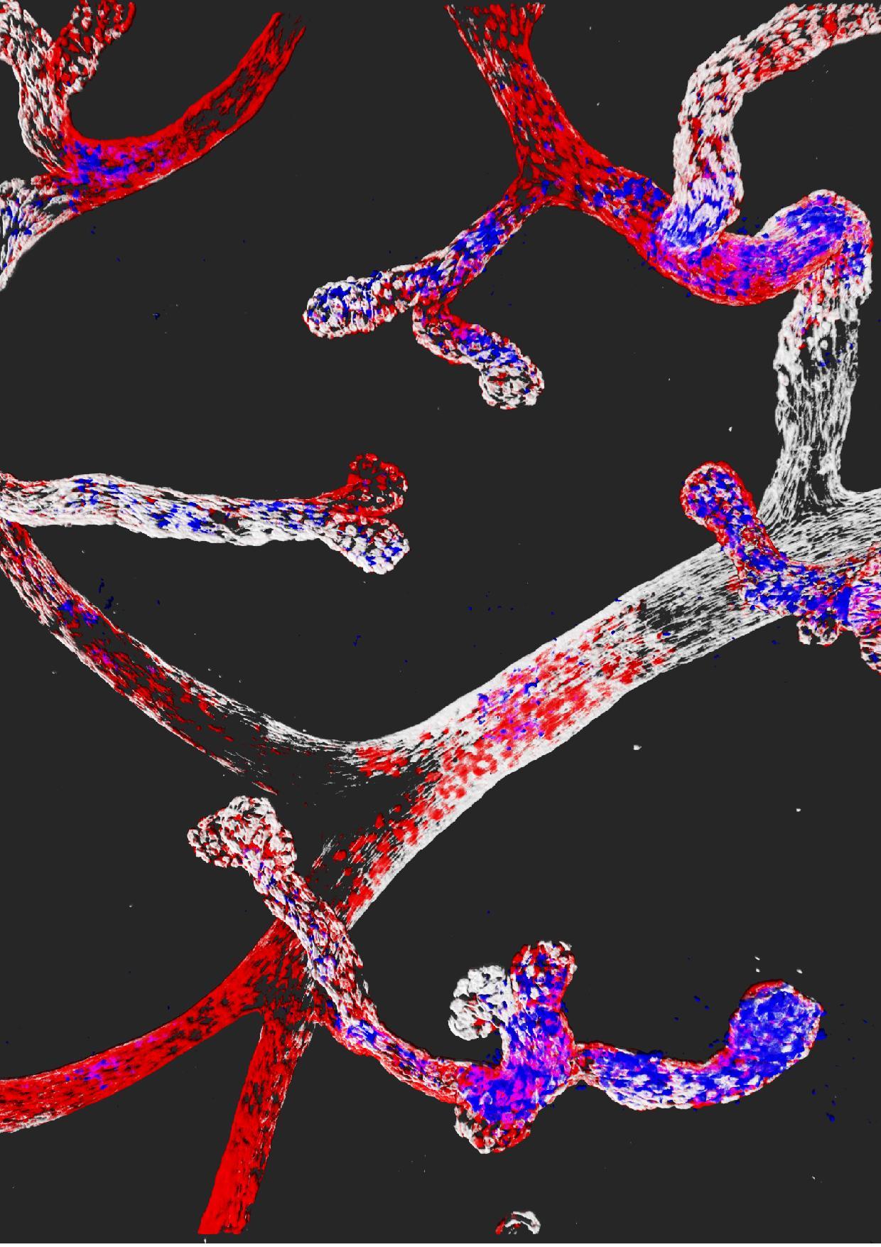 Cover image of Les mécanismes contrôlant l’identité cellulaire des cellules souches identifiés