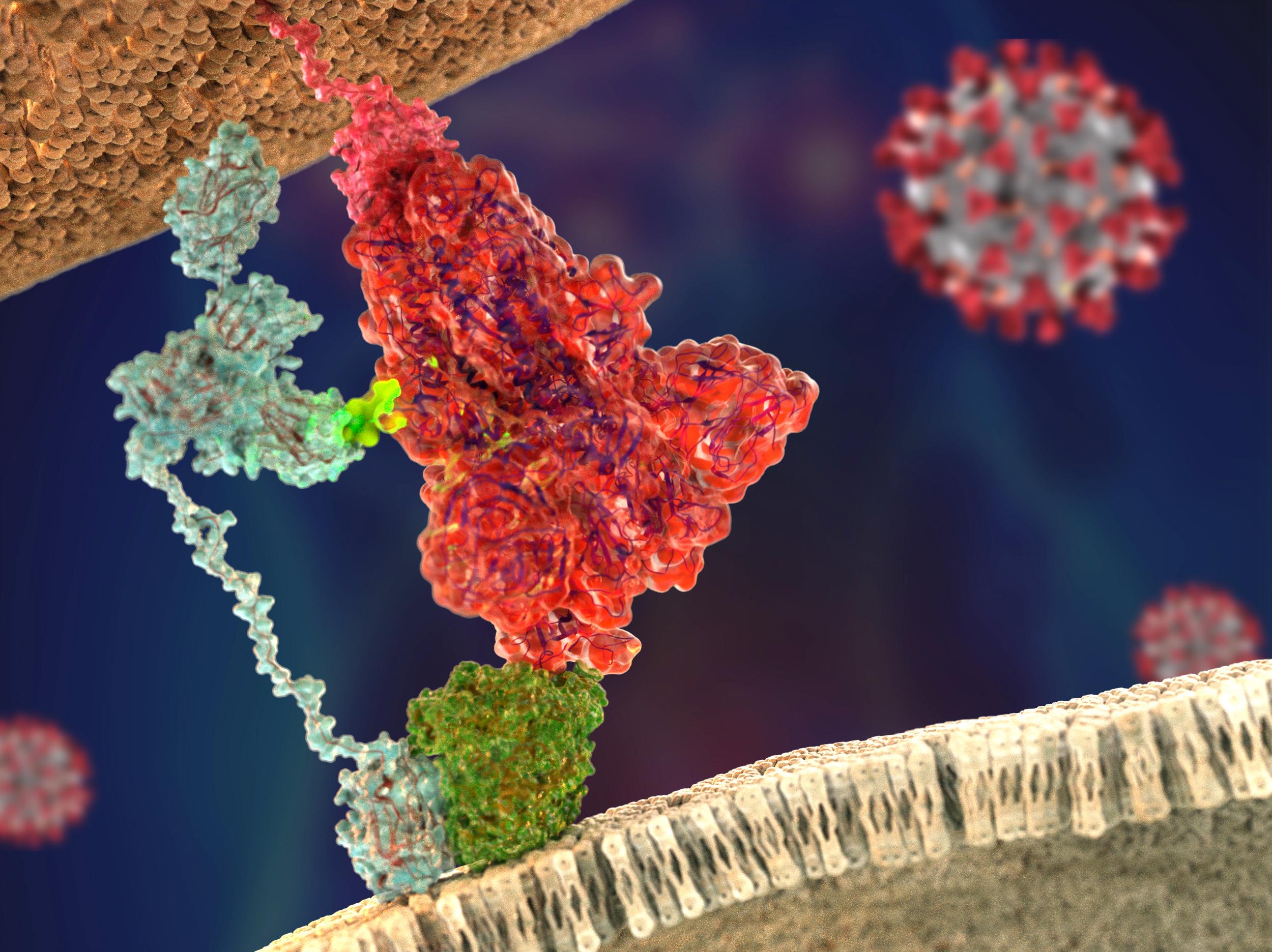 Cover image of Neuropilin-1 drives SARS-CoV-2 infectivity, finds breakthrough study
