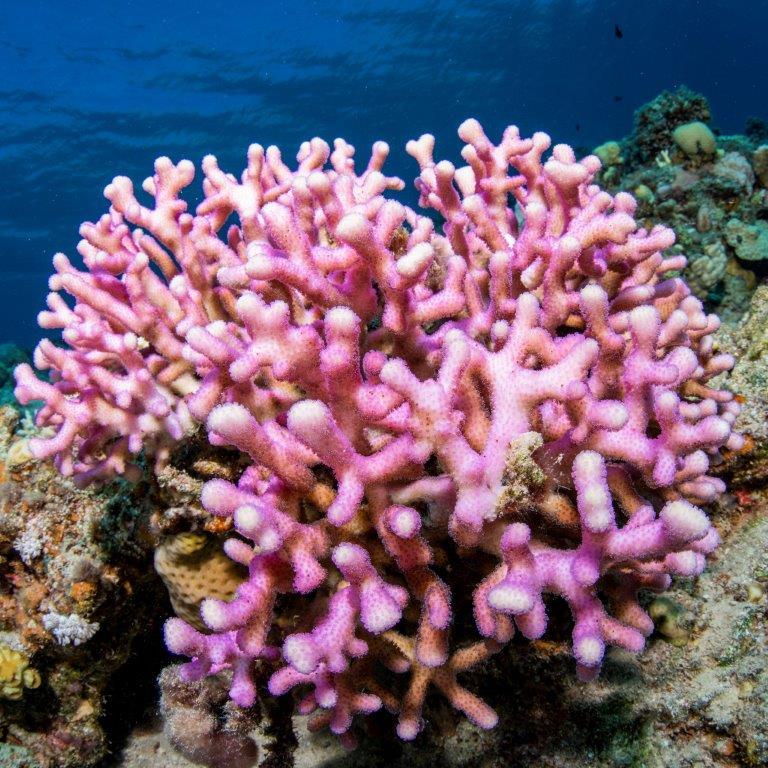 Cover image of New hope for coral reefs