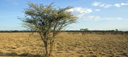 Cover image of Biodiversity to minimize the effects of climate change in global drylands