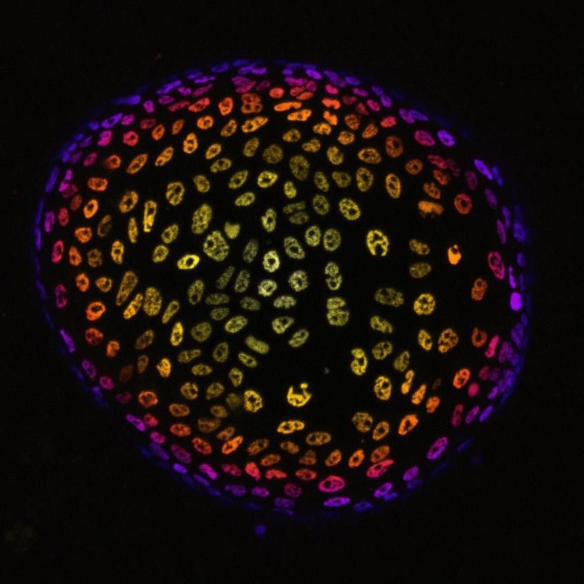 Cover image of Mini organs in a dish