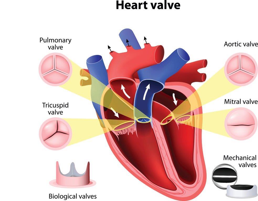 Cover image of Artificial heart valves: synthetic polymer coatings could reduce complications in patients